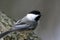 Black-Capped Chickadee Bird Perched on a branch.