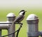 Black-capped Chickadee Bird Perched Fence Taking Food To Young