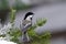 Black-capped Chickadee bird perched on a pine branch
