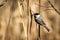 Black-capped Chickadee on a branch