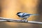 Black-Capped Chickadee closeup perched facing left on golden fall foliage background