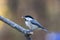 Black-Capped Chickadee closeup perched with peanut facing left on golden fall foliage background