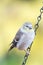 Black-capped Chickadee Feeding on Seed