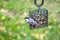 Black-capped Chickadee Feeding on Seed Cake #6