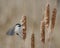 Black-Capped Chickadee Fluttering Wings While Enjoying Fluffy Cattails