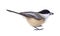 Black-capped Chickadee Isolated