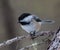 Black capped chickadee in Muskoka Ontario