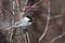 Black capped chickadee nestled on a branch