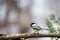 Black capped chickadee Parus atricapillus perched on a pine branch in Febrauary