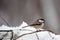 Black capped chickadee Parus atricapillus perched on a pine branch in March