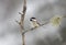 A Black-capped Chickadee perched on branch in winter in Algonquin Park, Canada
