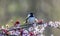 Black-capped Chickadee perched on a flowering plum tree in spring