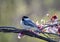 Black-capped Chickadee perched on a flowering plum tree in spring