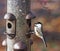 Black Capped Chickadee perched on an outdoor feeder
