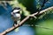 Black-Capped Chickadee Perched in a Tree