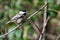 Black-Capped Chickadee Perched in a Tree