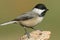 Black-capped Chickadee poecile atricapilla