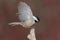 Black-capped Chickadee - Poecile atricapillus