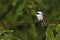 Black-capped Chickadee Poecile atricapillus perched on a tree branch near a feeder station on a rainy day.