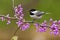 Black-capped Chickadee on Redbud