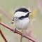 Black Capped Chickadee Small Bird