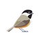 Black-capped chickadee is a small, songbird. It is a passerine bird in the tit family. Cartoon flat style beautiful