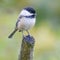 Black Capped Chickadee Song Bird Sitting on Stump