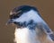 Black-capped chickadee - taken at Hawk Ridge Bird Observatory