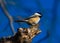 Black-capped Chickadee in a Tree