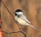 Black capped chickadee on a tree branch