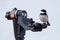 Black-capped Chickadee on Tripod Mount