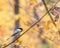 Black-capped Chickadee at Tylee Marsh, Rosemere, Quebec, Canada