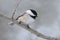 Black-capped Chickadee in Winter