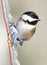 Black-Capped Chickadee In Winter Perched On An Icy Branch