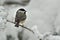 Black Capped Chickadee in Winter Snow