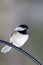 Black-capped Chickadee on a wire