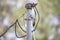 Black-Capped Chickadee on a Wire