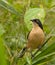 A Black-capped Donacobius