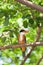 Black-capped king fisher bird