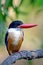Black capped Kingfisher