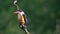 Black-capped Kingfisher