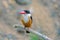 Black-capped Kingfisher