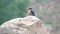 Black-capped kingfisher