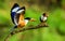 Black-capped Kingfisher