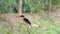 Black-capped Kingfisher catch insects in tropical rain forest.