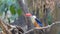 Black-capped Kingfisher catch insects in tropical rain forest.