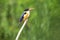 Black-capped Kingfisher,fascinated blue bird on curve wooden branch in elegance nature