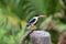 Black-capped Kingfisher(Halcyon pileata)