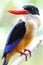 Black capped Kingfisher Halcyon pileata