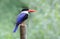 Black capped Kingfisher Halcyon pileata